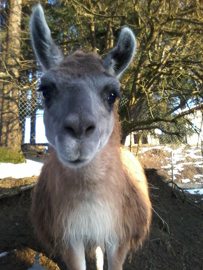 Villa Funny-Farm Sassen Esterno foto